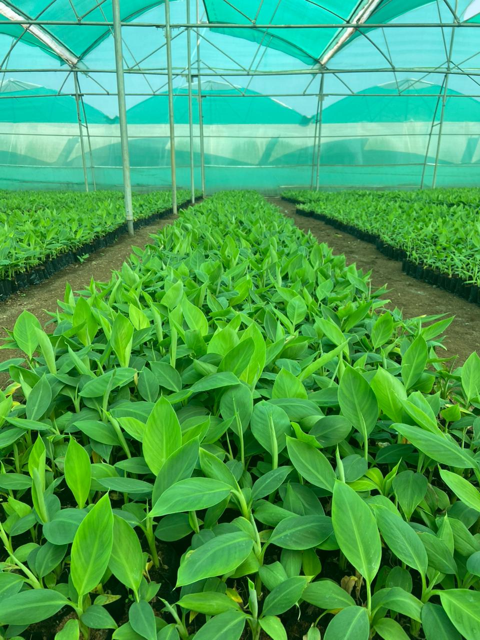 Banana plant nursery with rows of healthy tissueculture plants