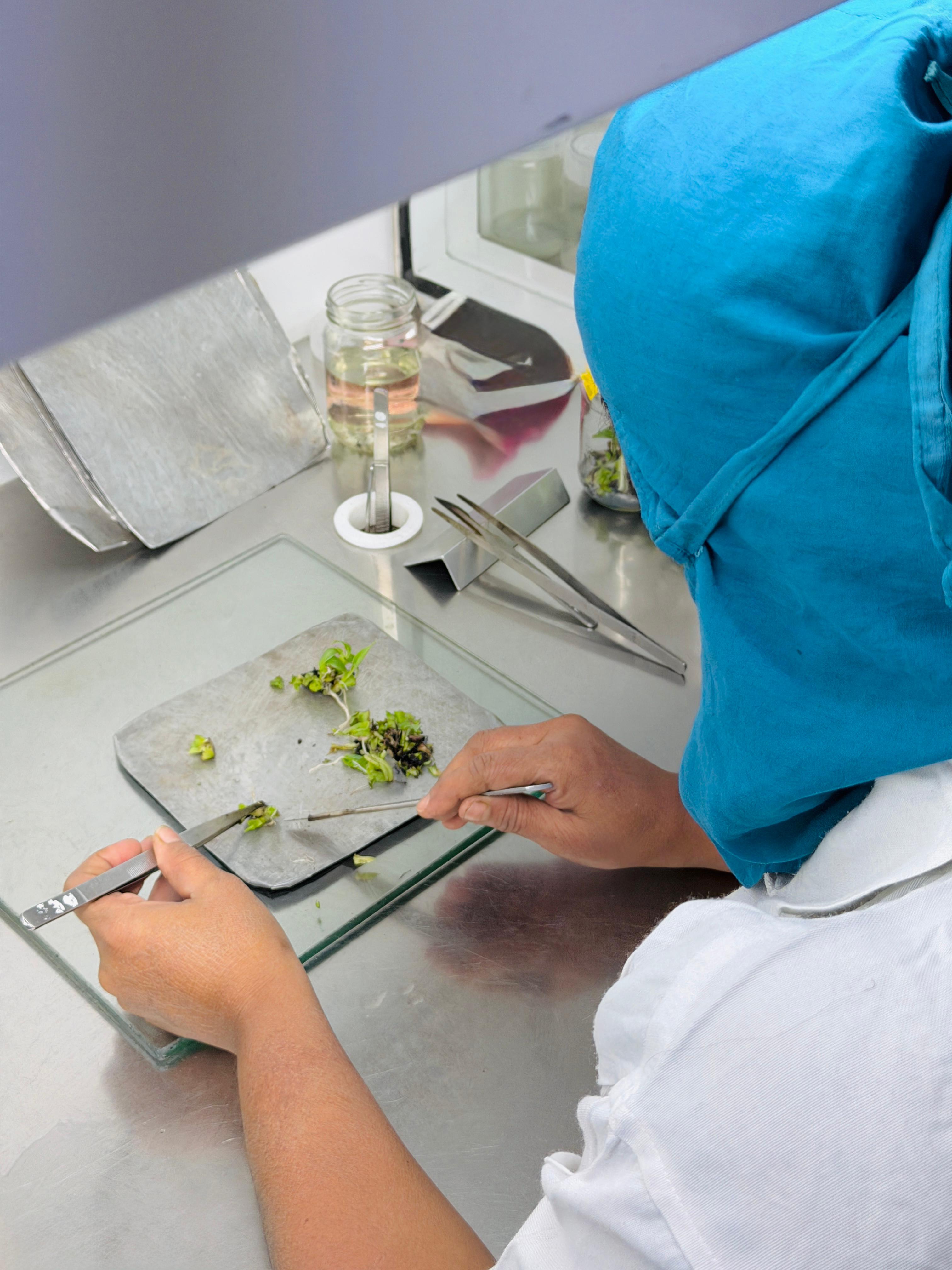 Tissueculture laboratory work