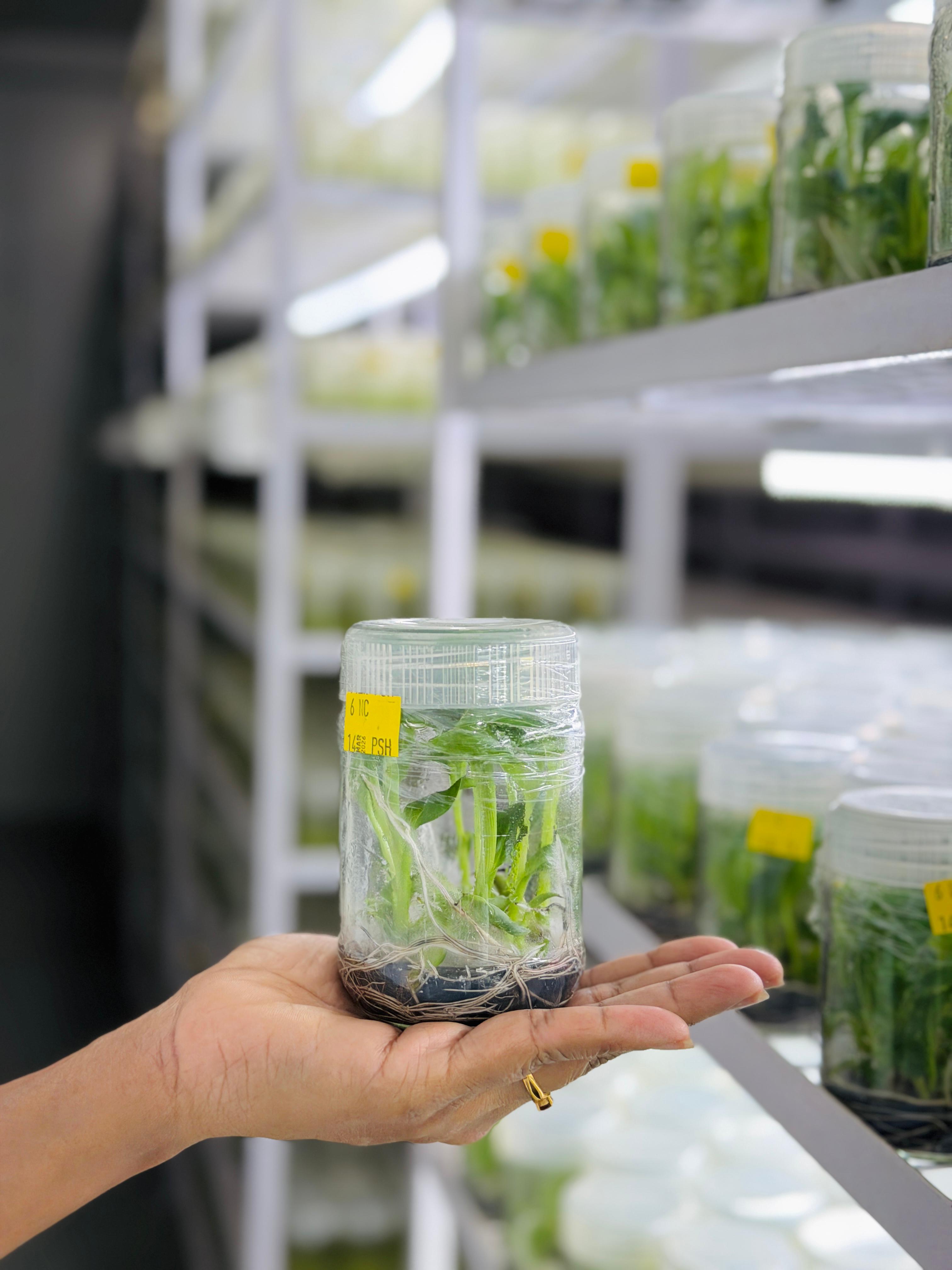 Healthy tissueculture banana plants