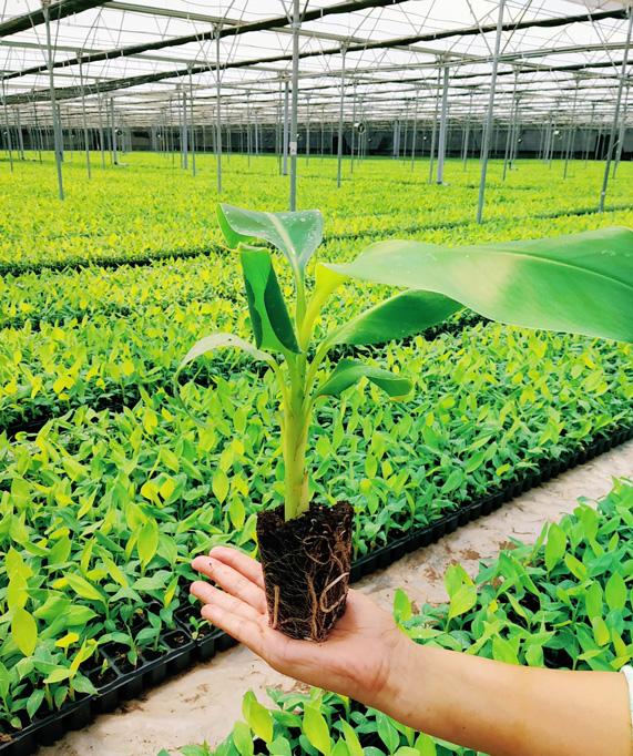 Plant hardening unit at PlantGen