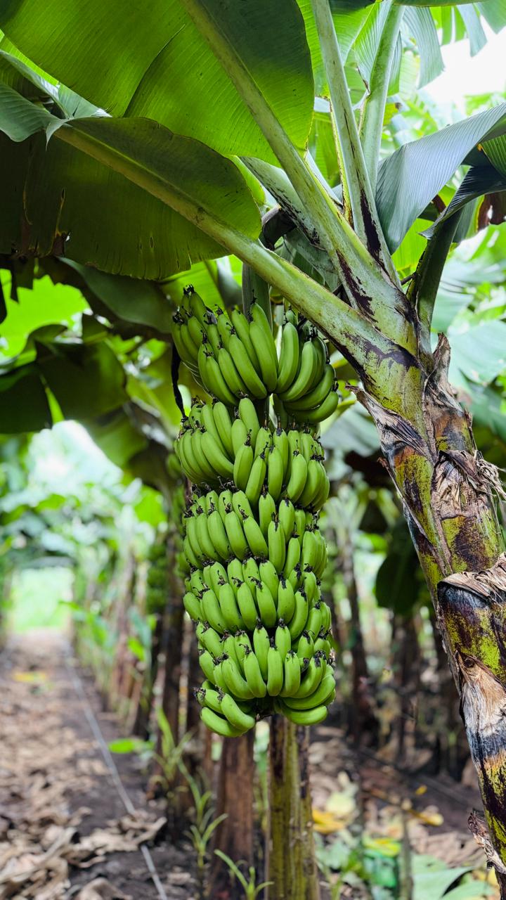 Banana bunches in a commercial plantation