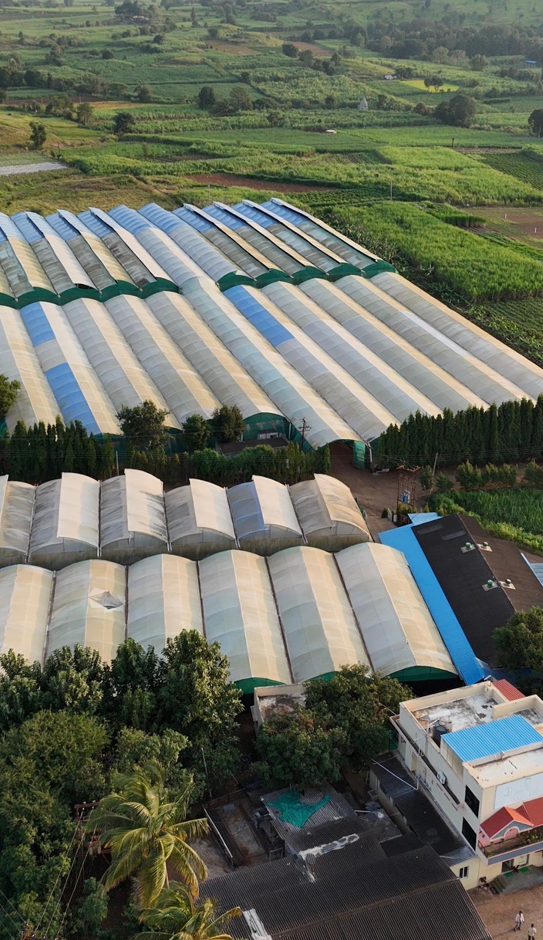 Banana plants growing in a commercial nursery